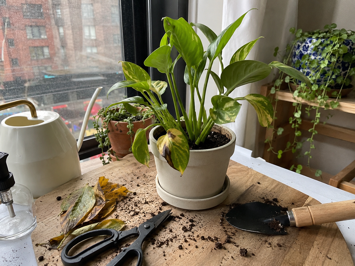 Rescue a plant
